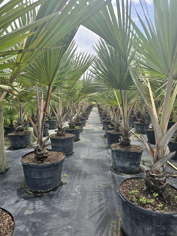 latania-latan-palm