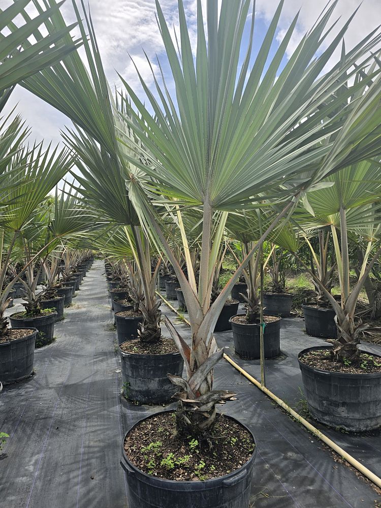 latania-latan-palm