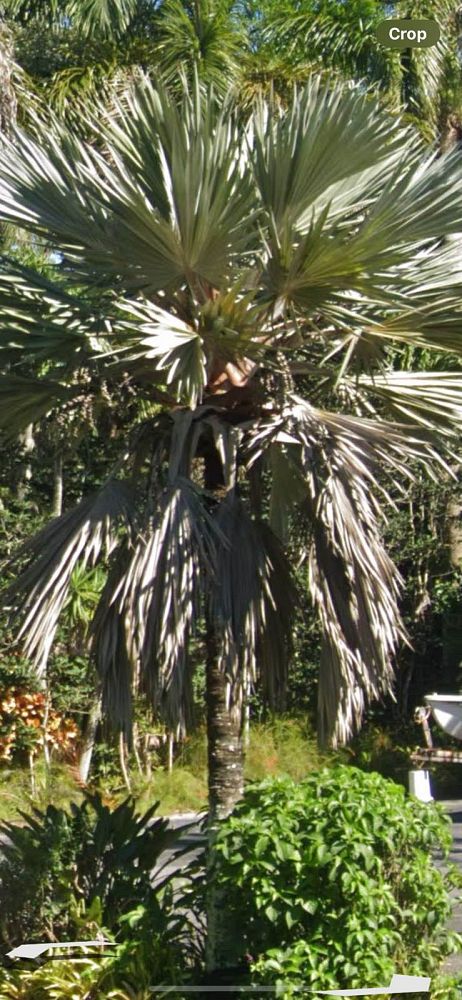 latania-latan-palm