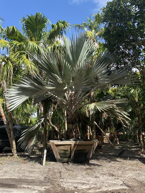 latania-loddigesii-blue-blue-latan-palm