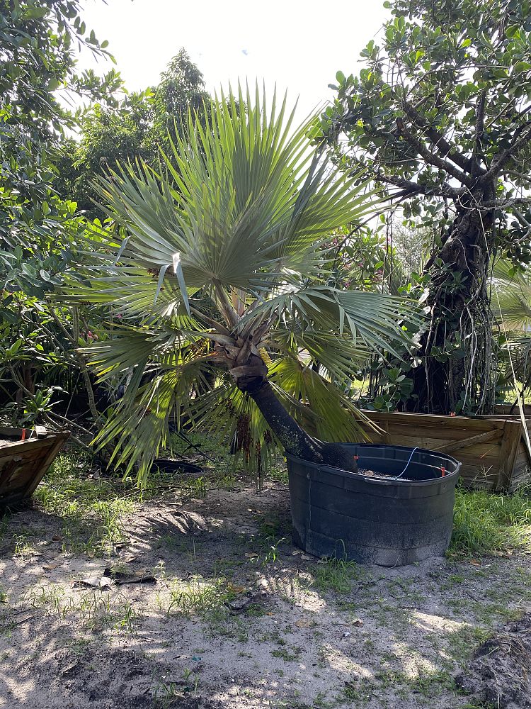 latania-loddigesii-blue-blue-latan-palm