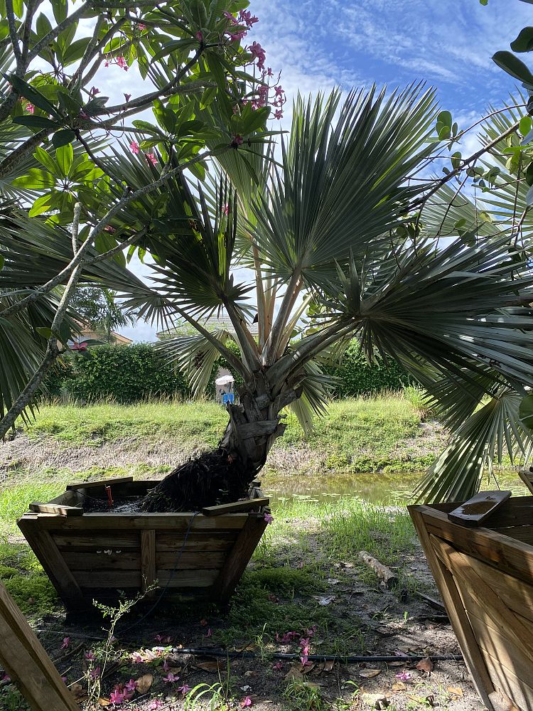 latania-loddigesii-blue-blue-latan-palm