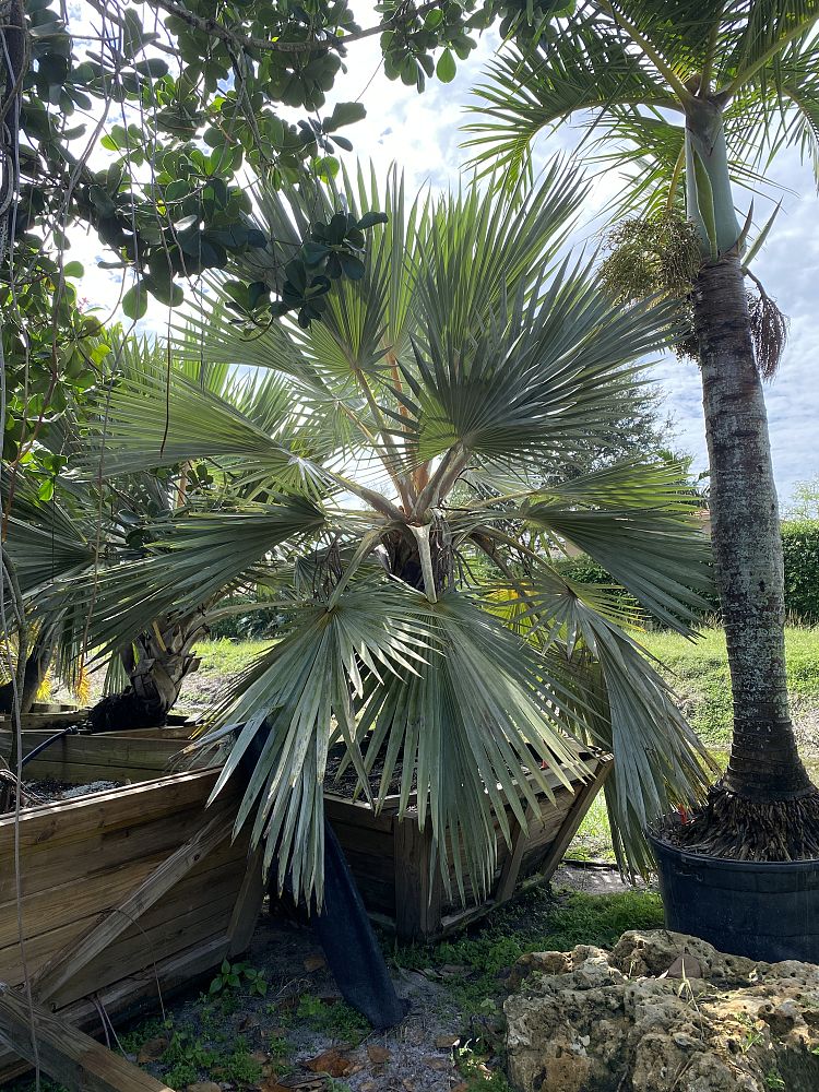 latania-loddigesii-blue-blue-latan-palm