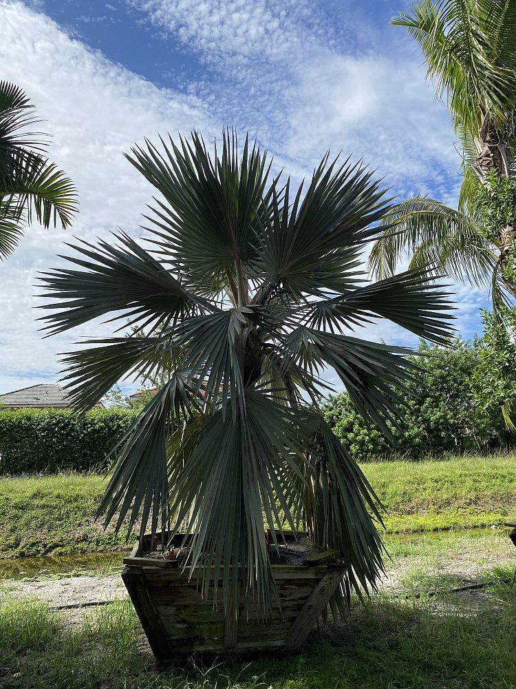 latania-loddigesii-blue-blue-latan-palm