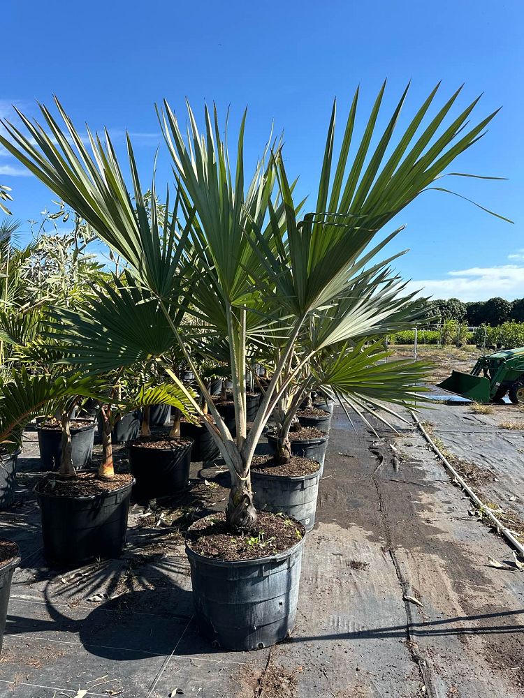 latania-loddigesii-blue-blue-latan-palm