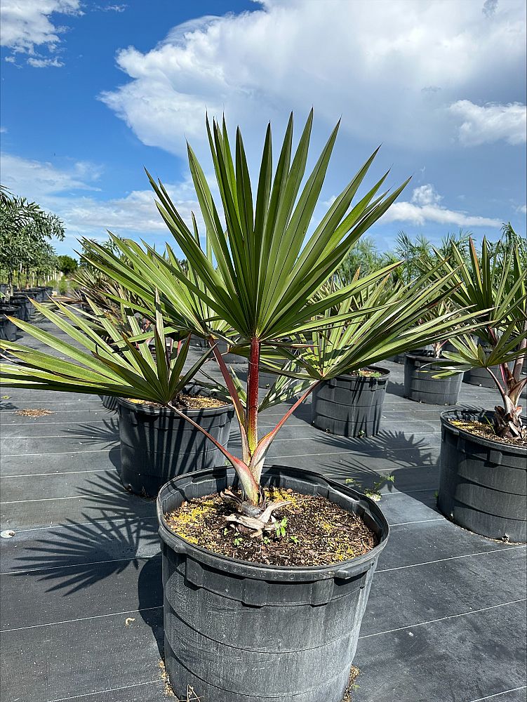 latania-lontaroides-red-latan-palm-latania-borbonica