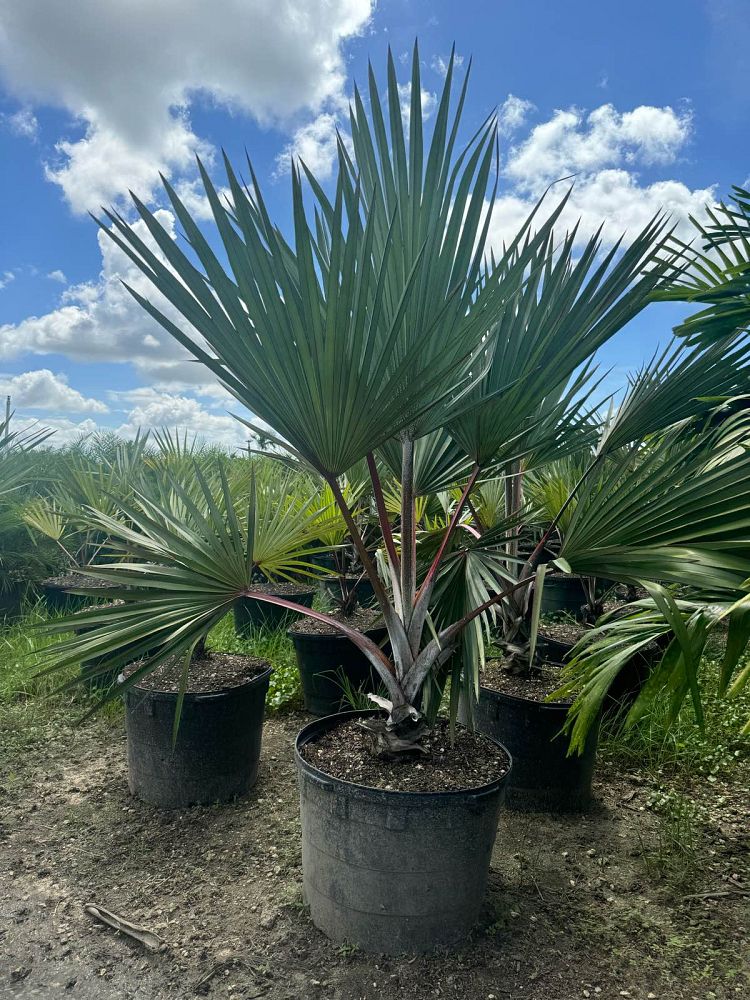 latania-lontaroides-red-latan-palm-latania-borbonica