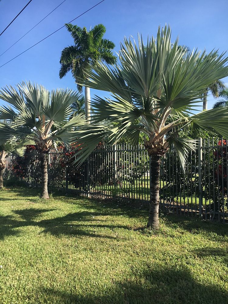 latania-lontaroides-red-latan-palm-latania-borbonica