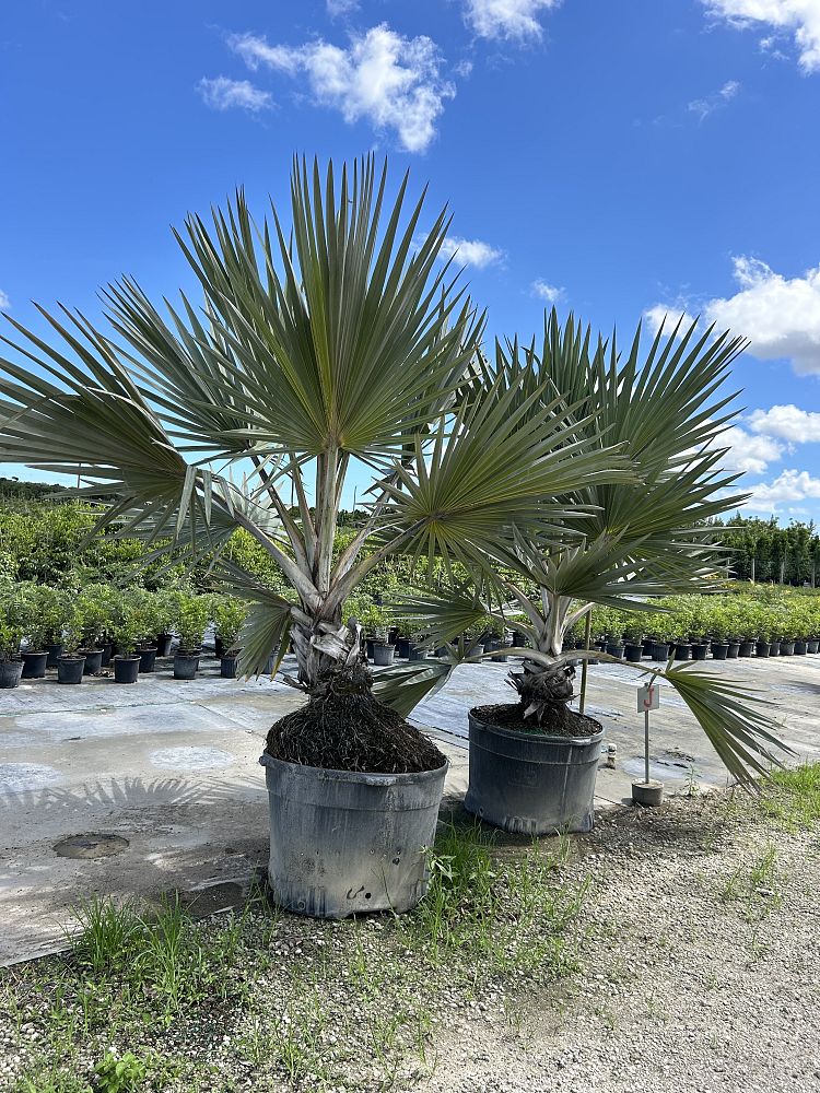 latania-lontaroides-red-latan-palm-latania-borbonica