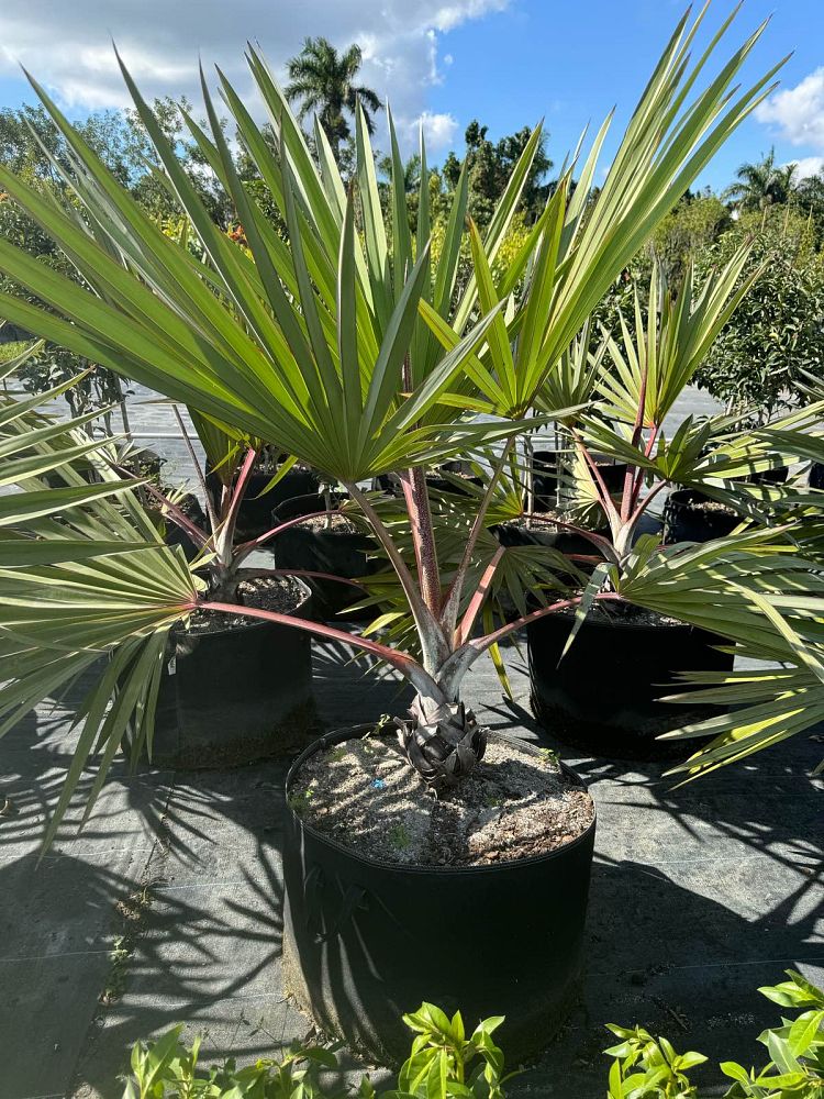 latania-lontaroides-red-latan-palm-latania-borbonica