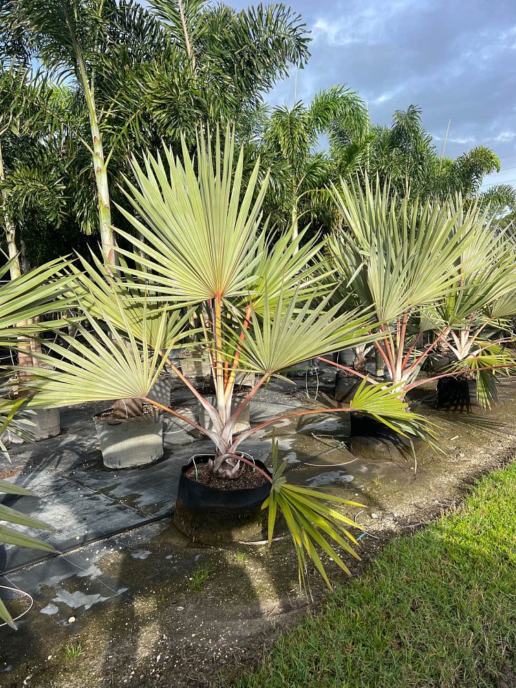 latania-lontaroides-red-latan-palm-latania-borbonica