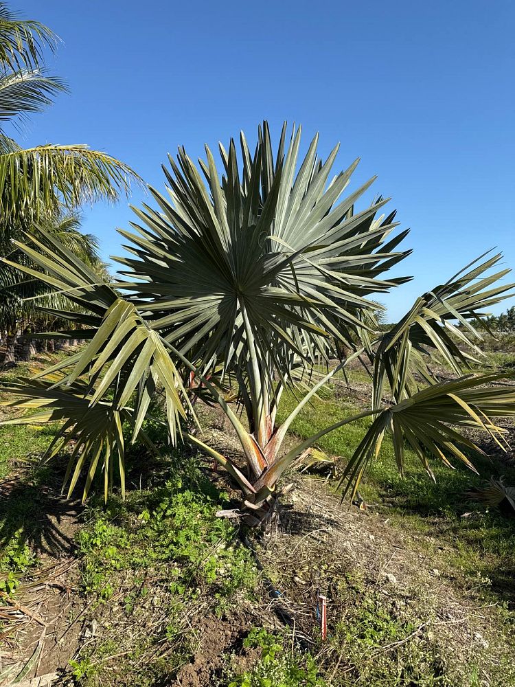 latania-lontaroides-red-latan-palm-latania-borbonica