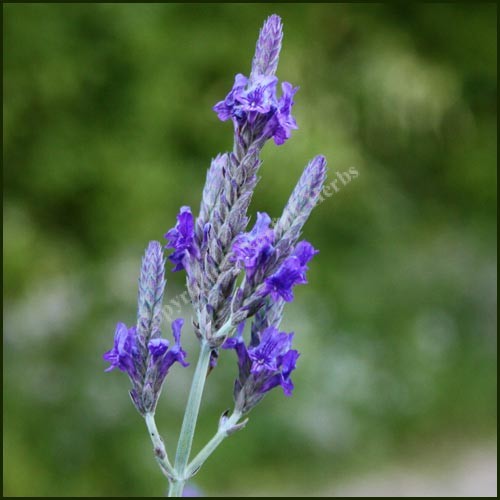 lavandula-pinnata-jagged-lavender