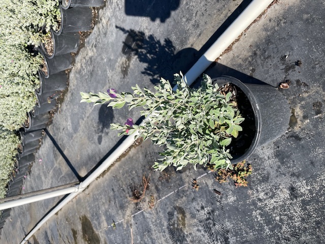 leucophyllum-frutescens-texas-sage-cenizo-barometer-bush-silverleaf-purple-sage-texas-ranger