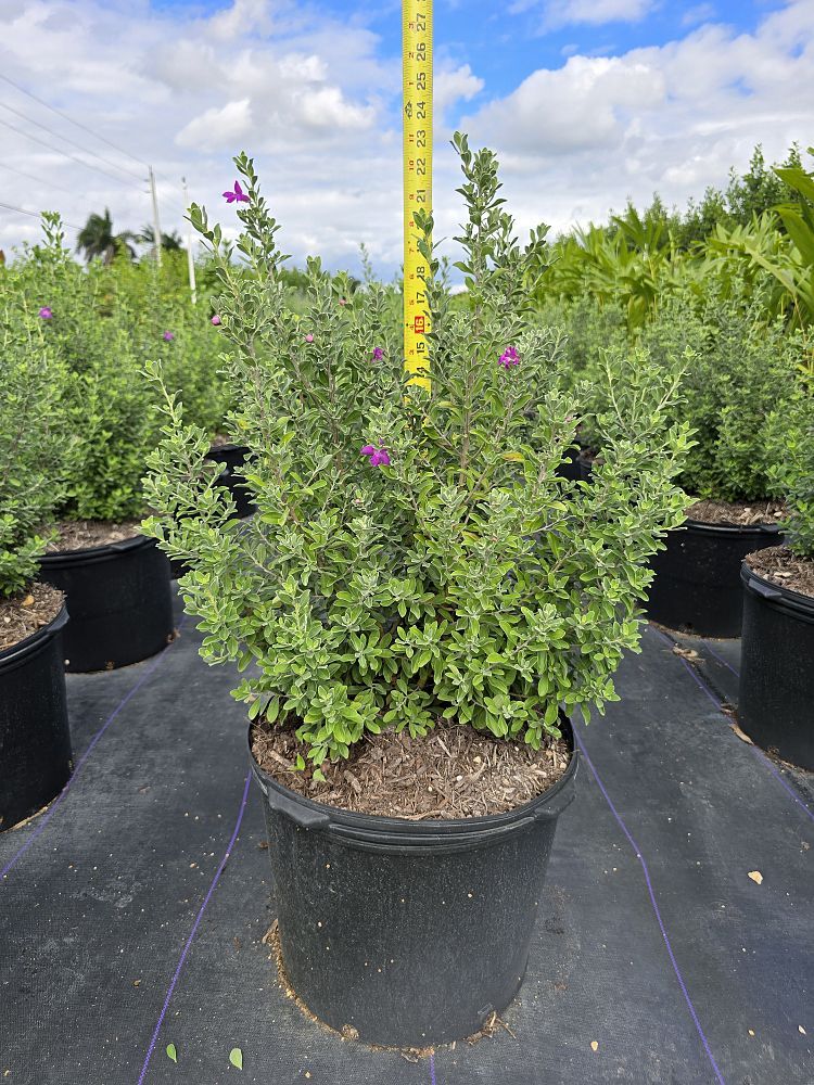 leucophyllum-frutescens-texas-sage-cenizo-barometer-bush-silverleaf-purple-sage-texas-ranger