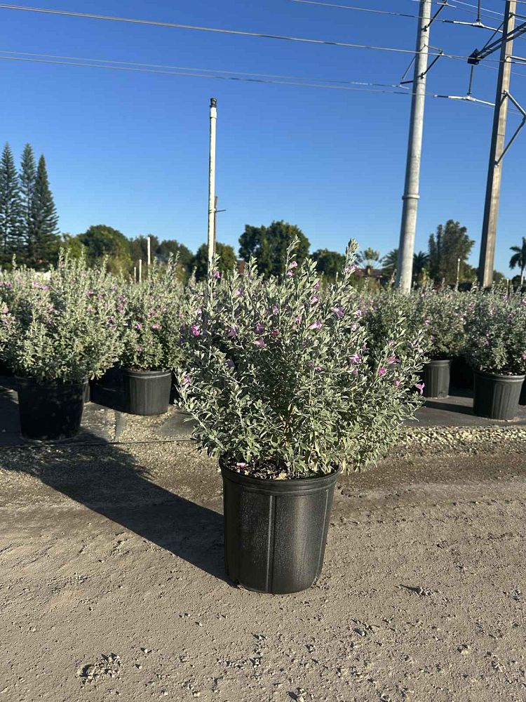 leucophyllum-frutescens-texas-sage-cenizo-barometer-bush-silverleaf-purple-sage-texas-ranger