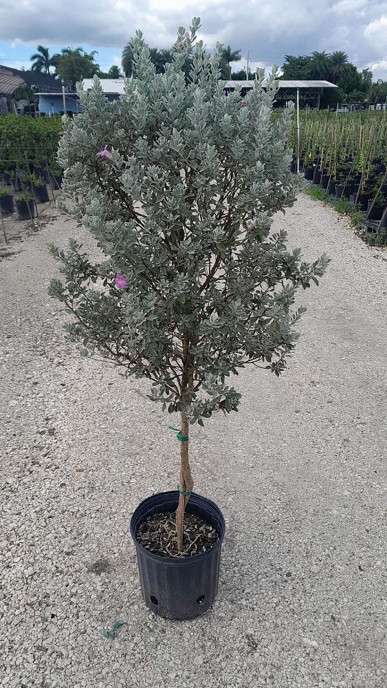 leucophyllum-frutescens-texas-sage-cenizo-barometer-bush-silverleaf-purple-sage-texas-ranger