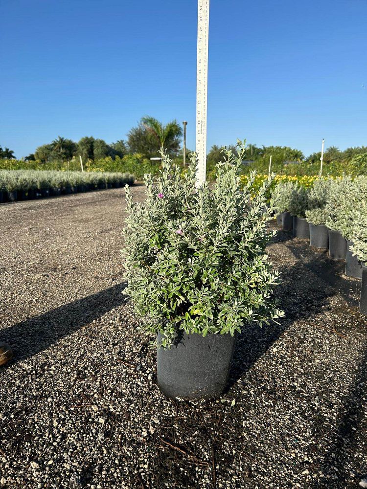 leucophyllum-frutescens-texas-sage-cenizo-barometer-bush-silverleaf-purple-sage-texas-ranger