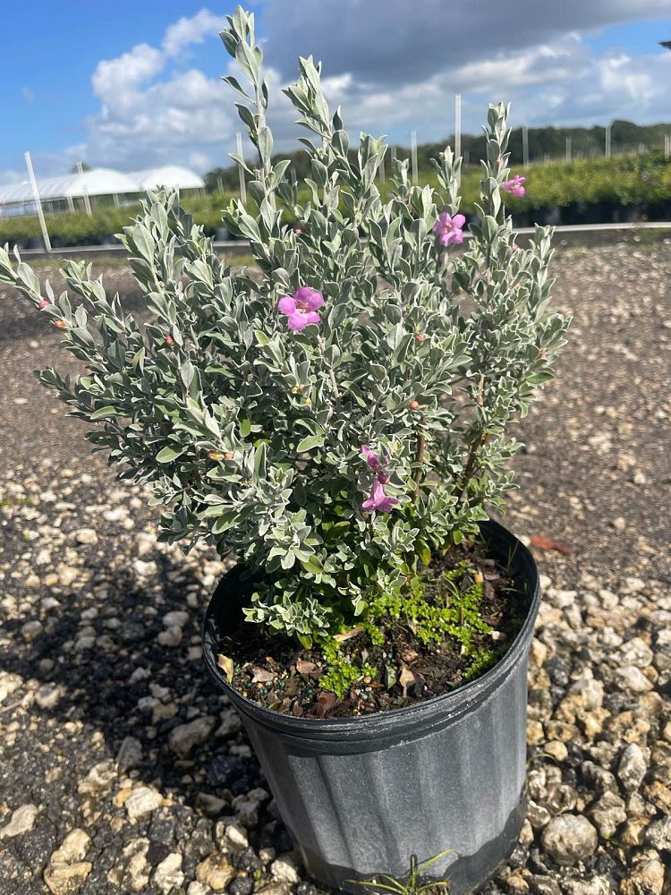 leucophyllum-frutescens-texas-sage-cenizo-barometer-bush-silverleaf-purple-sage-texas-ranger