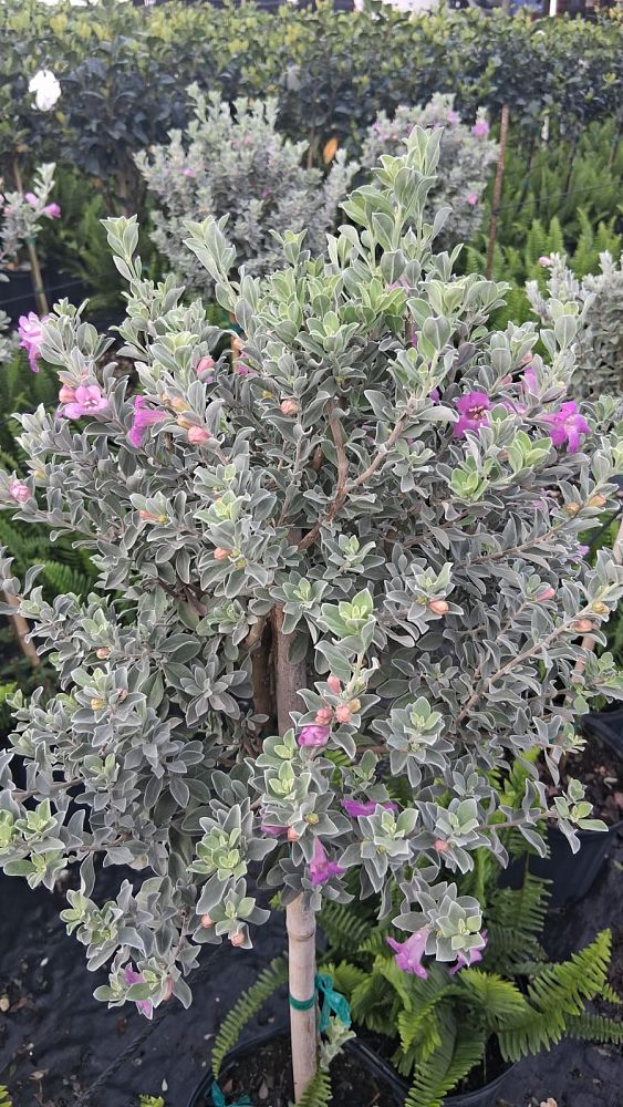 leucophyllum-frutescens-texas-sage-cenizo-barometer-bush-silverleaf-purple-sage-texas-ranger