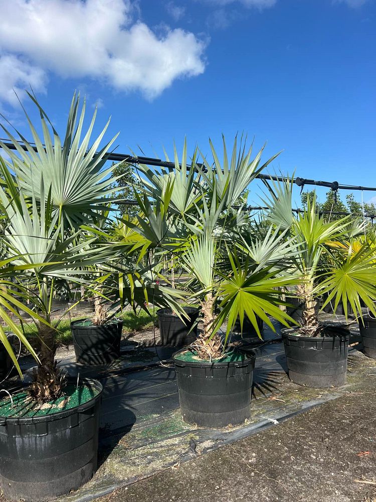 leucothrinax-morrisii-keys-thatch-palm