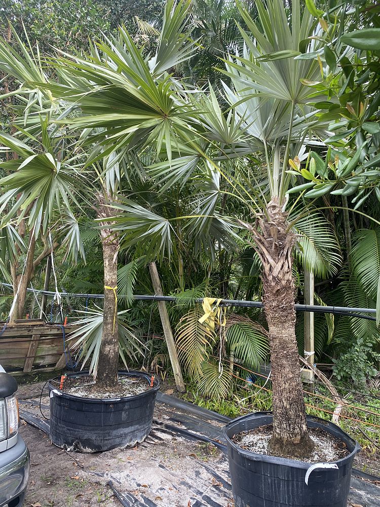 leucothrinax-morrisii-keys-thatch-palm