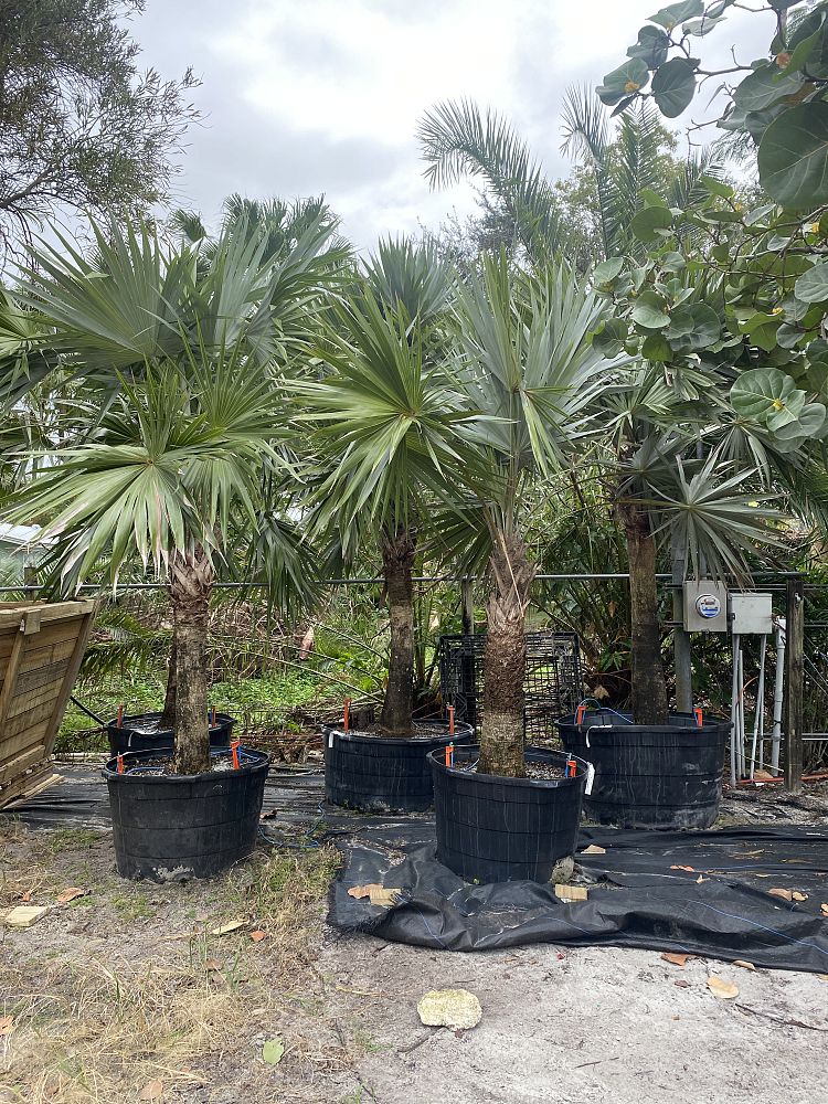 leucothrinax-morrisii-keys-thatch-palm