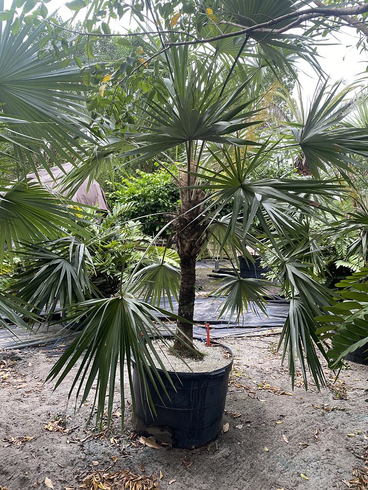 leucothrinax-morrisii-keys-thatch-palm