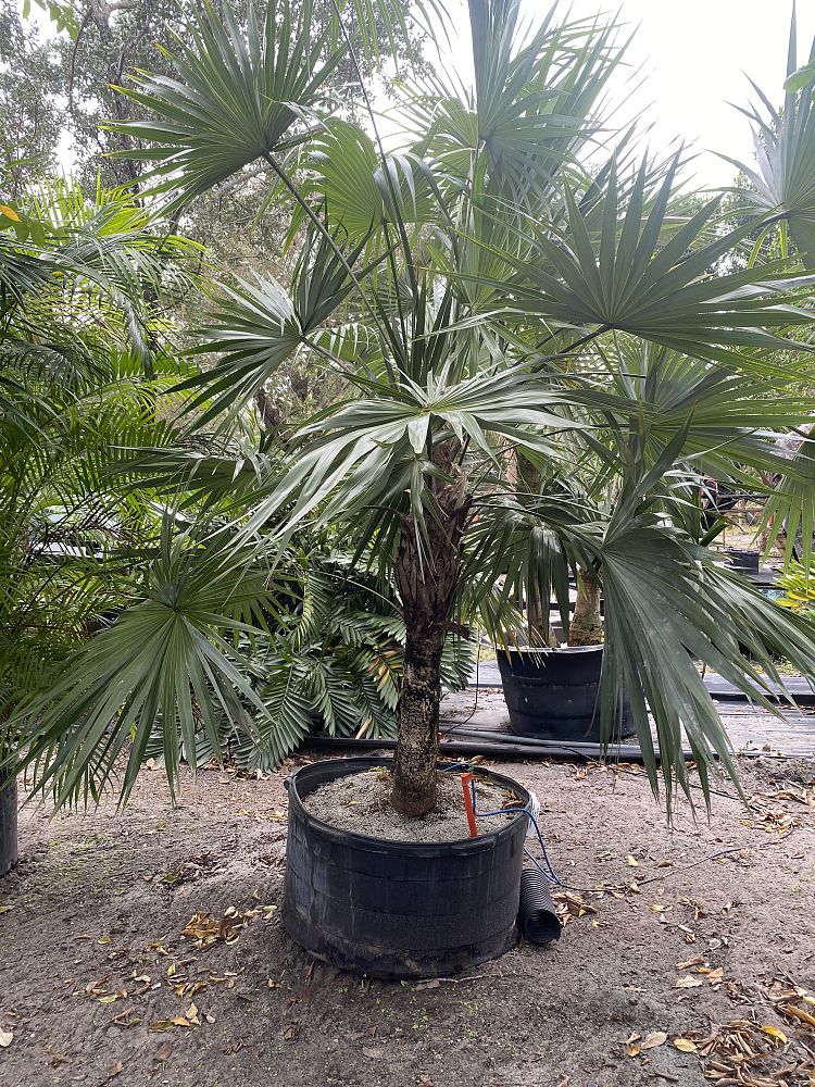 leucothrinax-morrisii-keys-thatch-palm