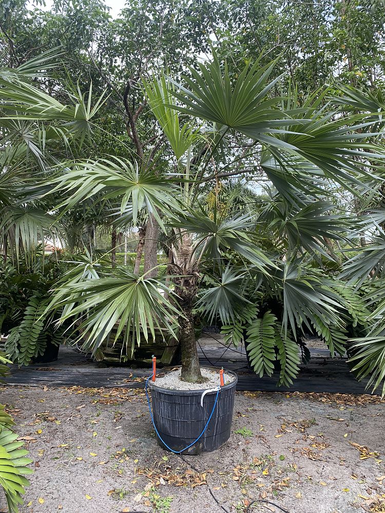 leucothrinax-morrisii-keys-thatch-palm