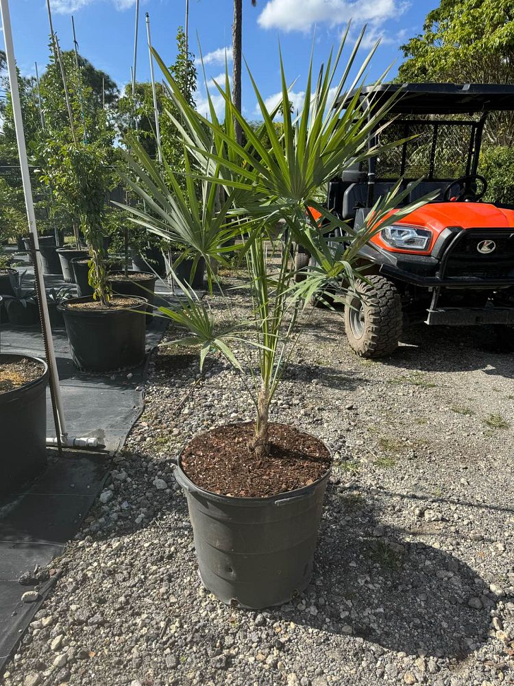 leucothrinax-morrisii-keys-thatch-palm