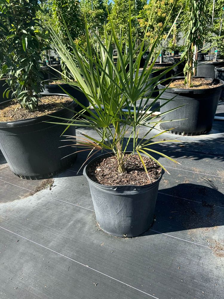 leucothrinax-morrisii-keys-thatch-palm