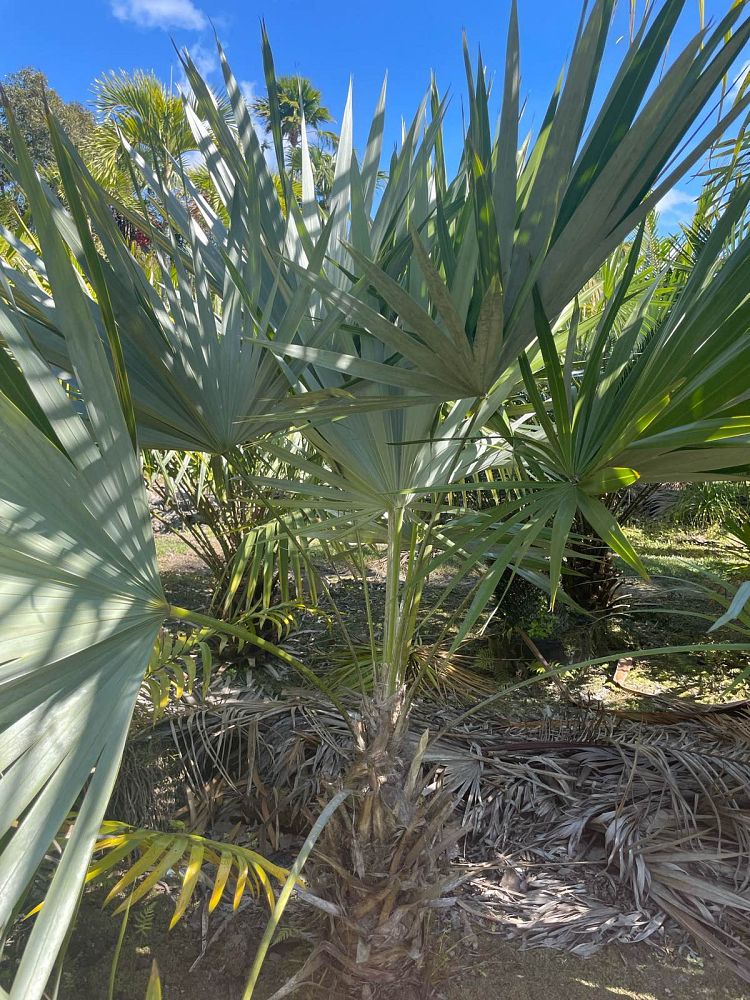 leucothrinax-morrisii-keys-thatch-palm