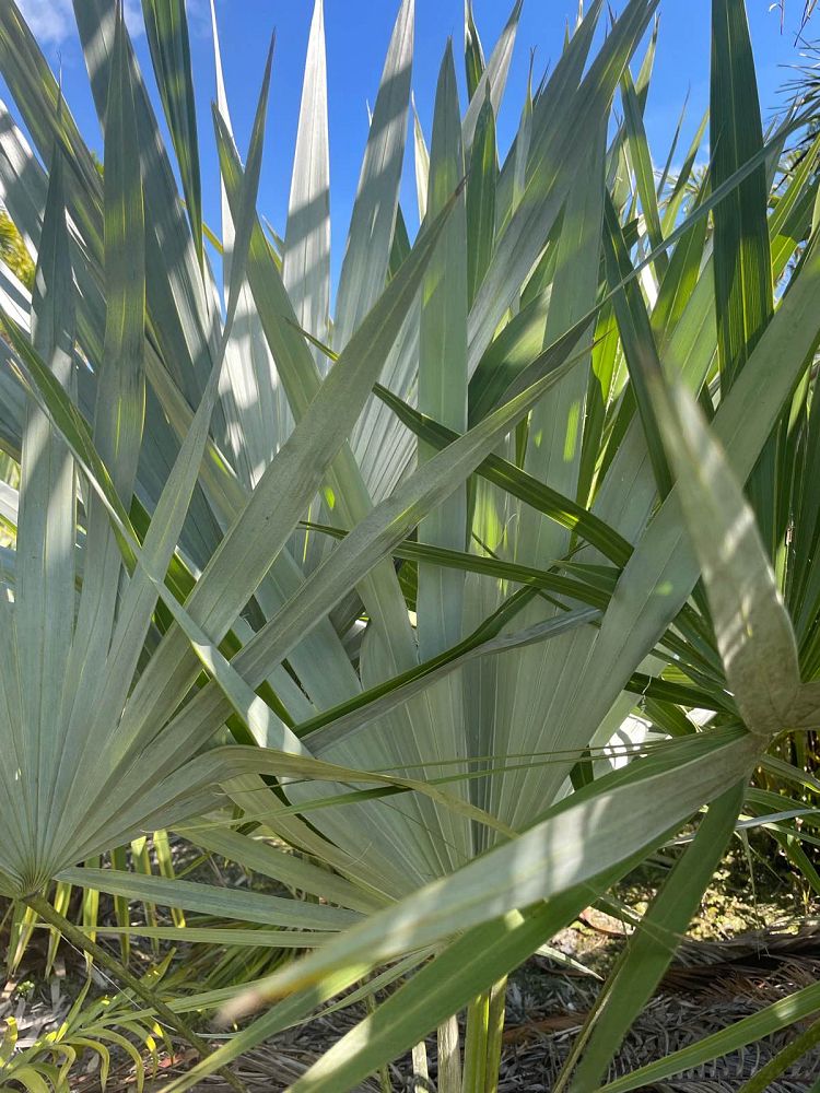 leucothrinax-morrisii-keys-thatch-palm