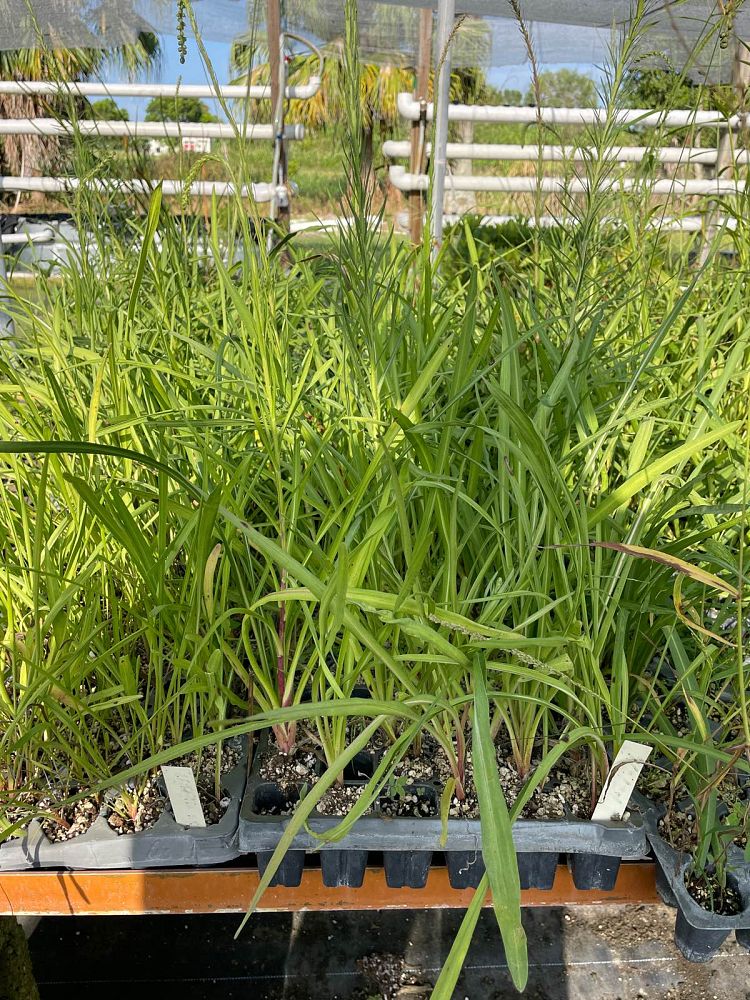 liatris-spicata-gayfeather-blazing-star