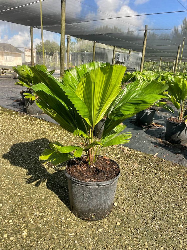 licuala-grandis-licuala-grandis-palm-vanuatu-fan-palm