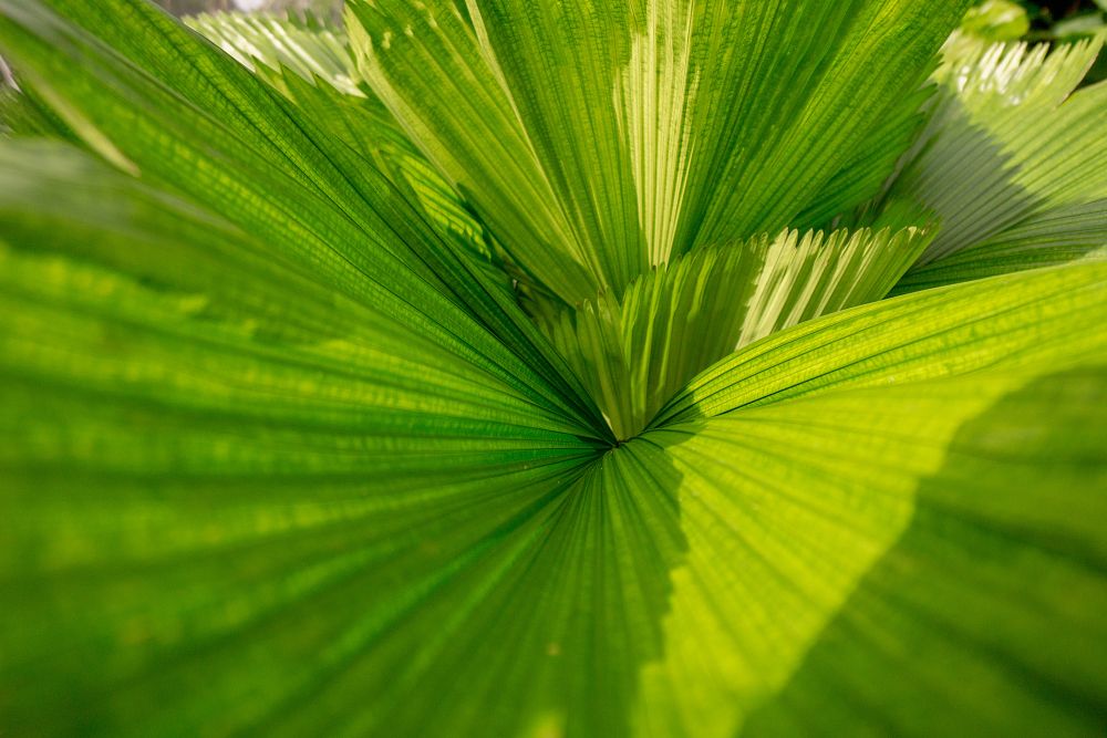 licuala-grandis-licuala-grandis-palm-vanuatu-fan-palm