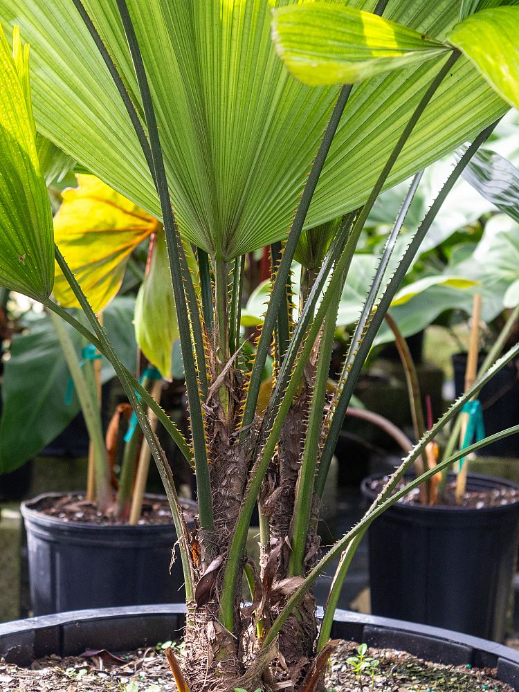 licuala-grandis-licuala-grandis-palm-vanuatu-fan-palm