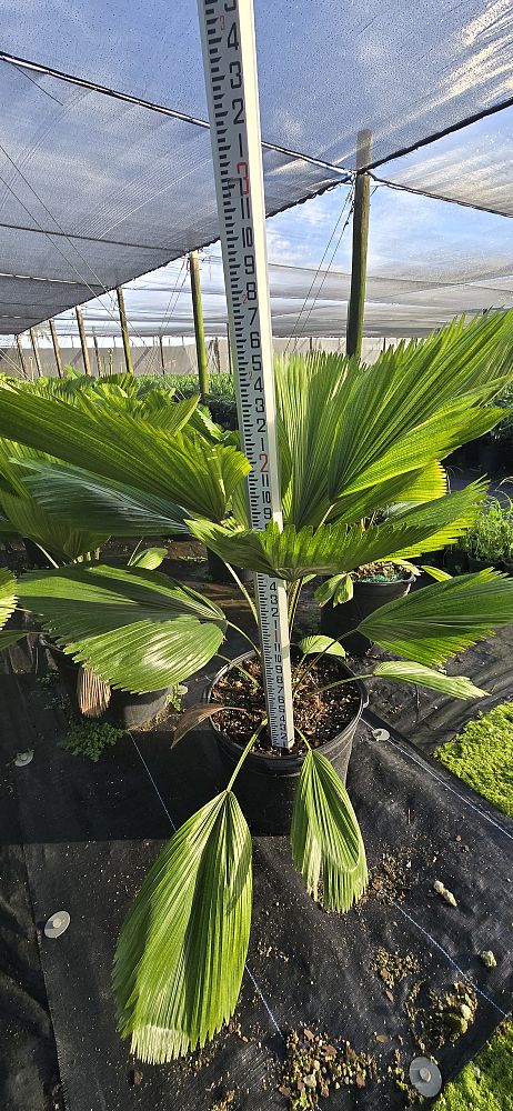 licuala-grandis-licuala-grandis-palm-vanuatu-fan-palm