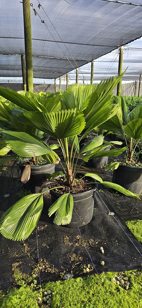 licuala-grandis-licuala-grandis-palm-vanuatu-fan-palm