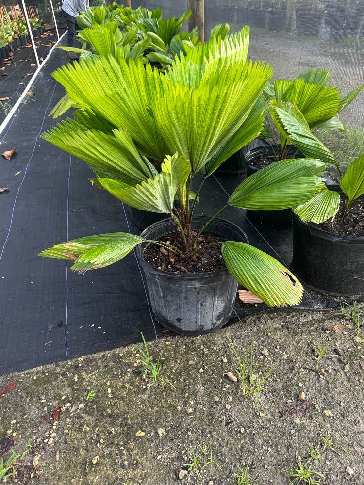 licuala-grandis-licuala-grandis-palm-vanuatu-fan-palm