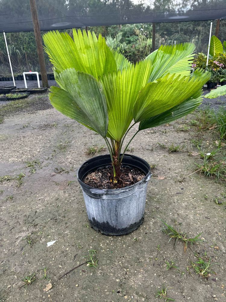 licuala-grandis-licuala-grandis-palm-vanuatu-fan-palm