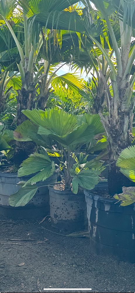 licuala-grandis-licuala-grandis-palm-vanuatu-fan-palm