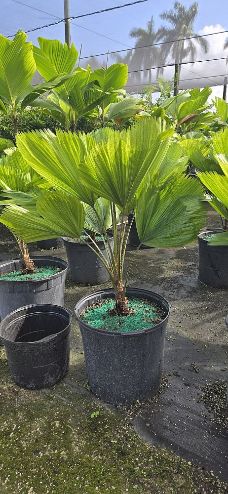 licuala-grandis-licuala-grandis-palm-vanuatu-fan-palm