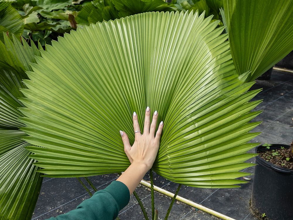 licuala-peltata-sumawongii-licuala-peltata-elegans