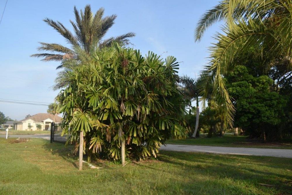 licuala-spinosa-spiny-licuala-palm