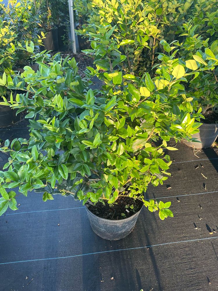 ligustrum-japonicum-greenheart-japanese-privet-wax-leaf-ligustrum