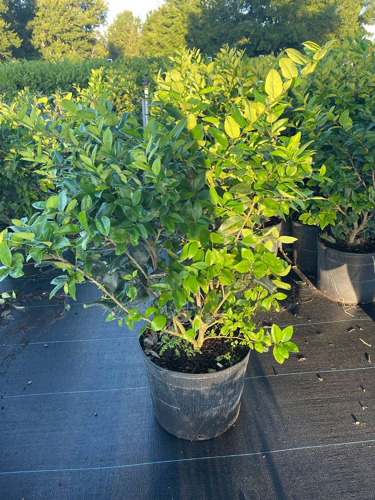 ligustrum-japonicum-greenheart-japanese-privet-wax-leaf-ligustrum