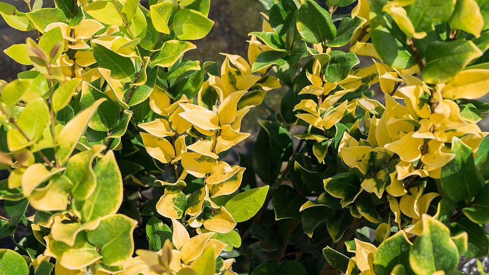 ligustrum-japonicum-howardi-japanese-privet-wax-leaf-ligustrum