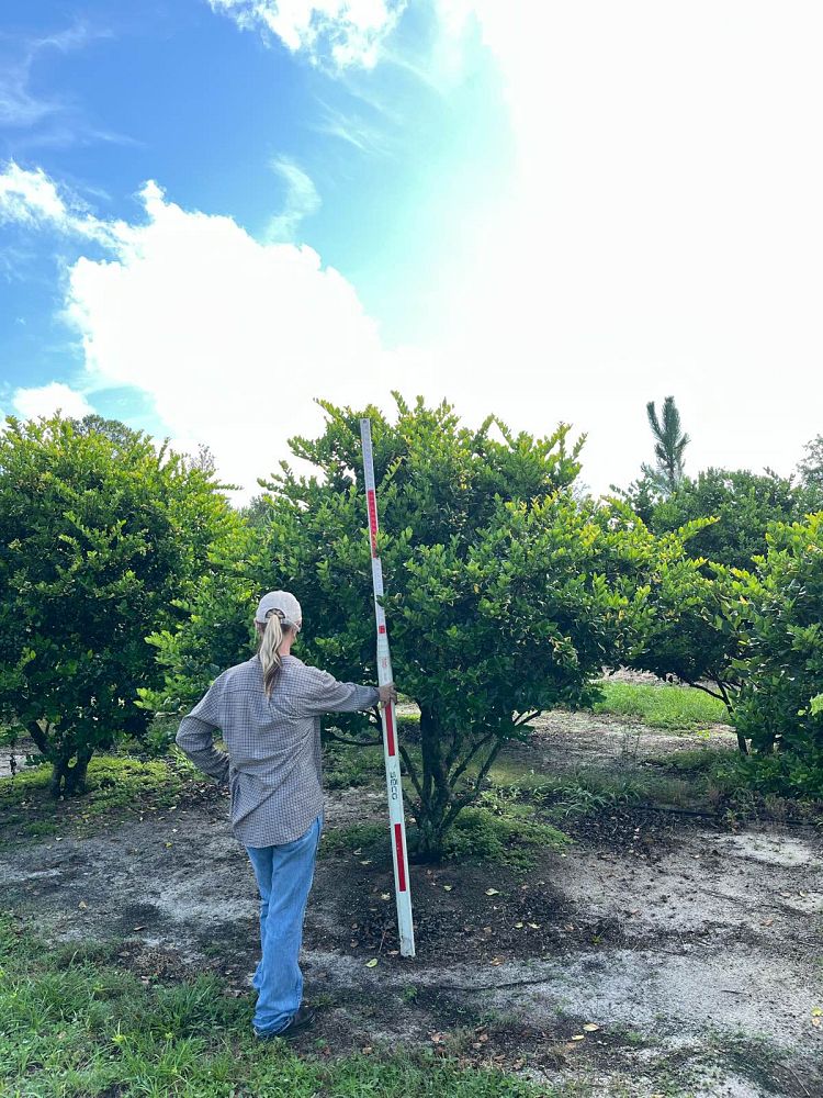 ligustrum-japonicum-howardi-japanese-privet-wax-leaf-ligustrum